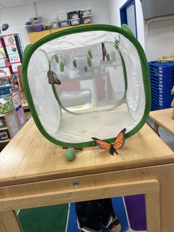 Butterflies at various stages of the life cycle