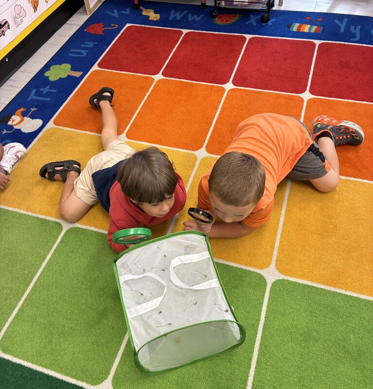Students learn about the butterfly life cycle