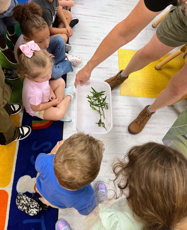 WES Butterfly Lesson Preschool Cataldo