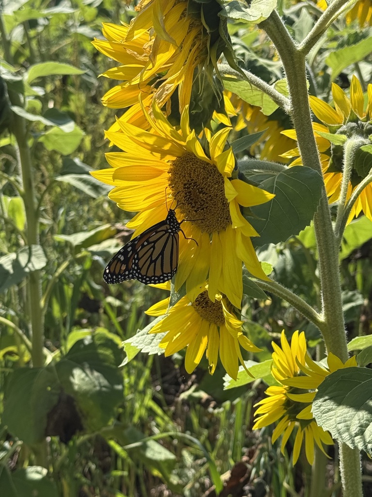 sunflower