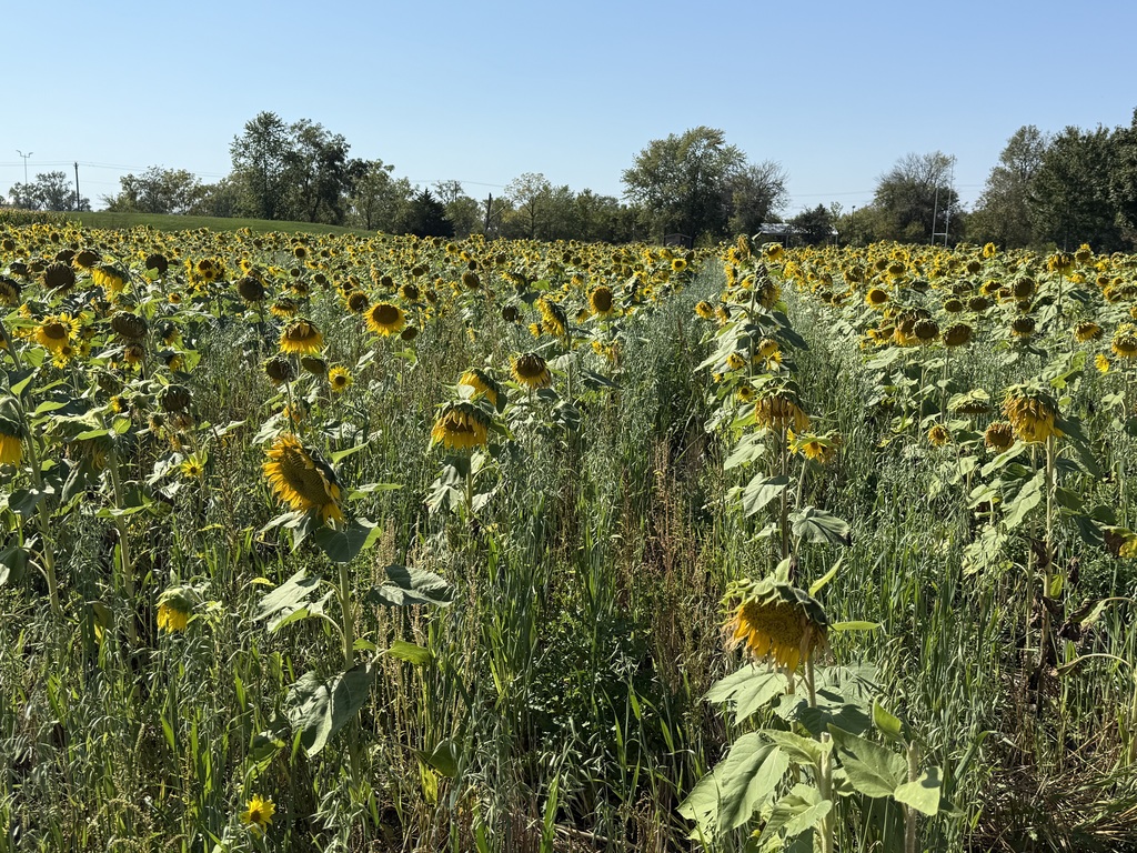 sunflower