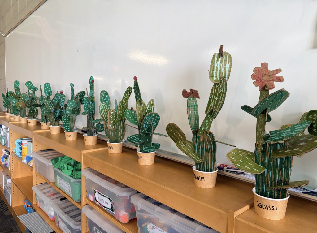 Potted cactus plants displayed in a row on wooden shelves. A white wall is in the background.