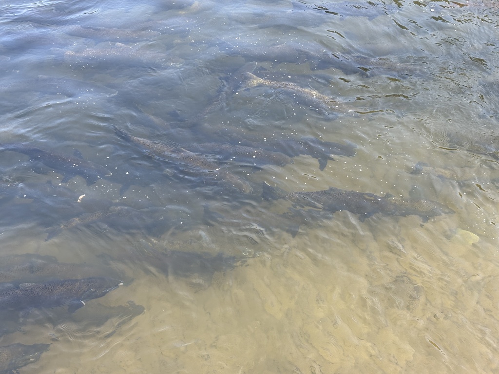 Salmon in the river
