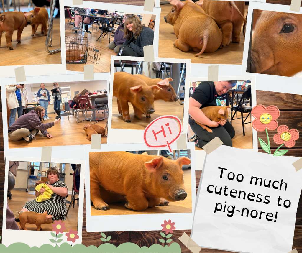 Pig Day collage