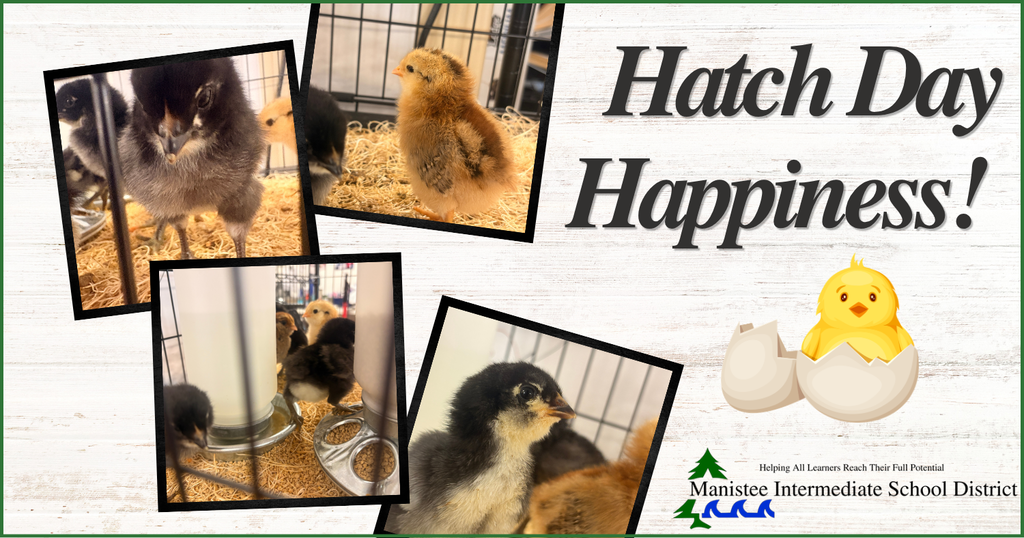 Hatch day happiness