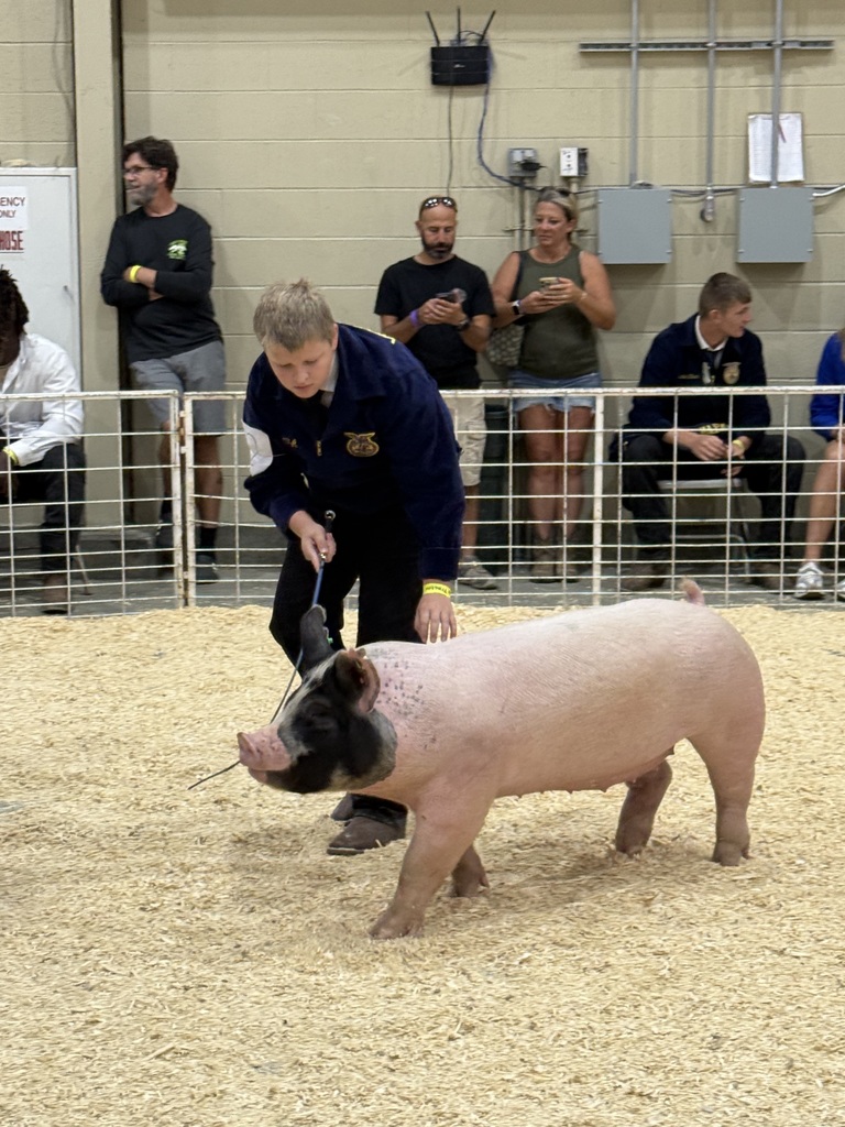 Pig showing
