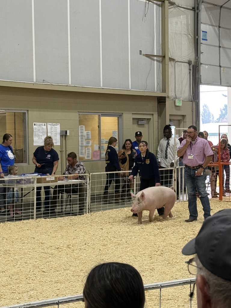 Pig showing at the fair.