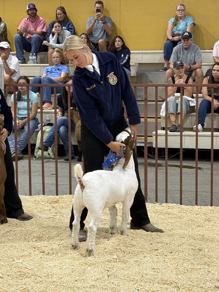Goat showing