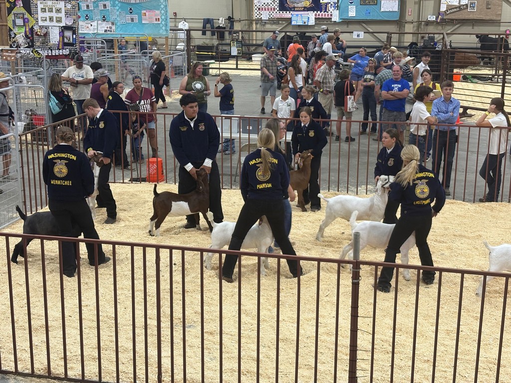 Goat showing at the fair