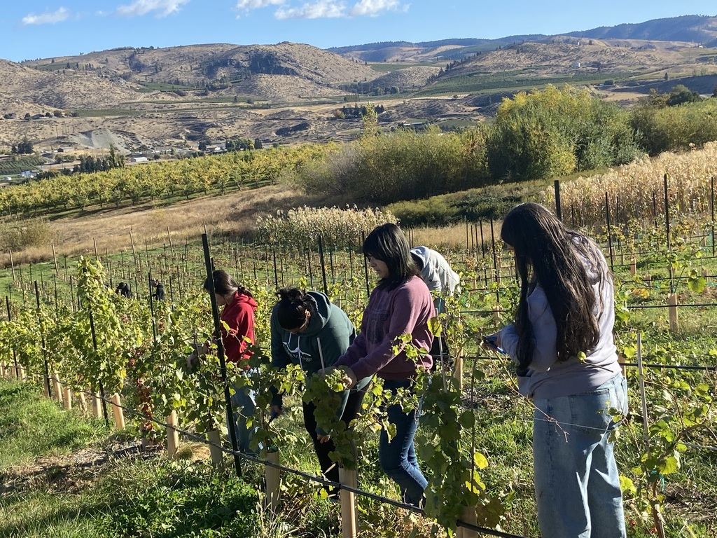 Five students training grape vines.