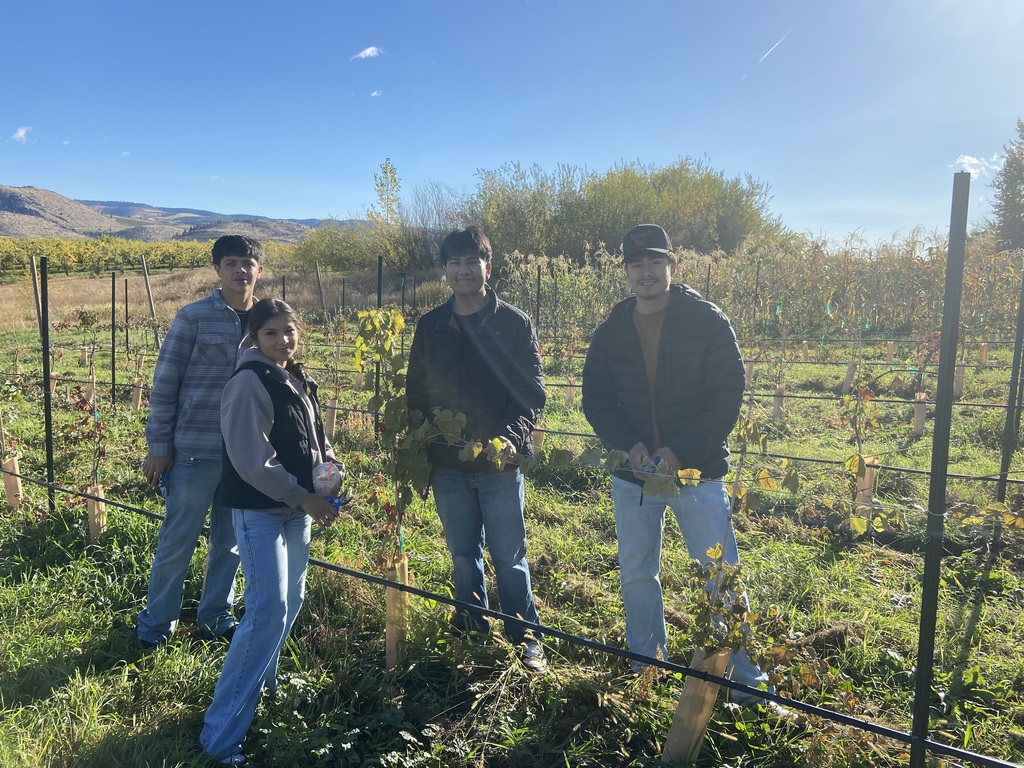 Four students pose for a photo in Manson School District's vineyard.