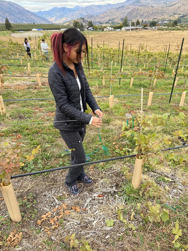 Student training grapes vines in the vineyard.