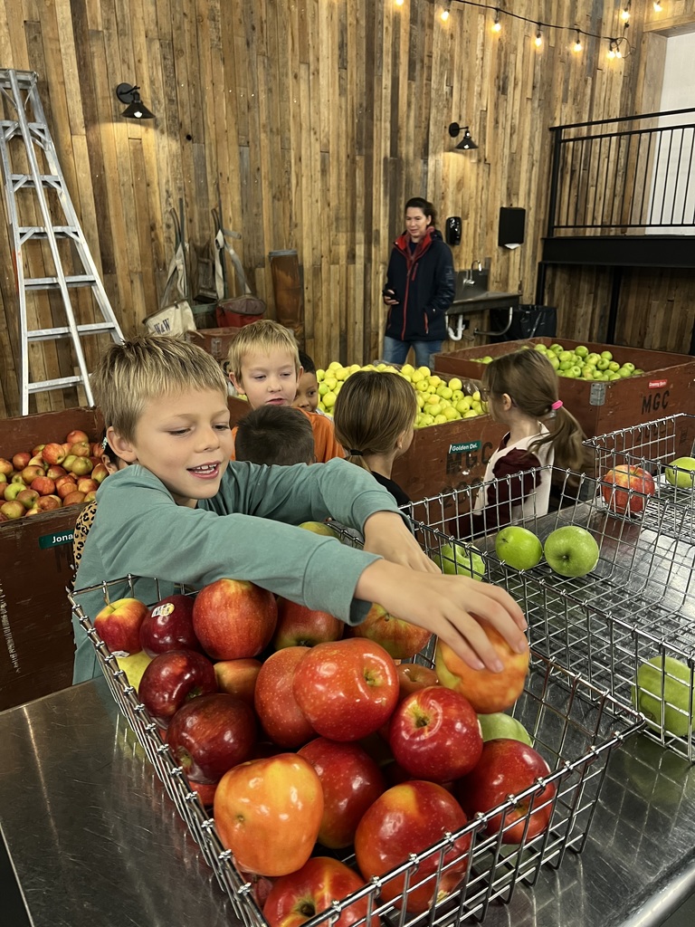 Boy selecting apples to press.