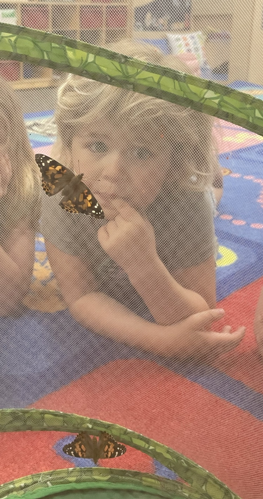 butterfly