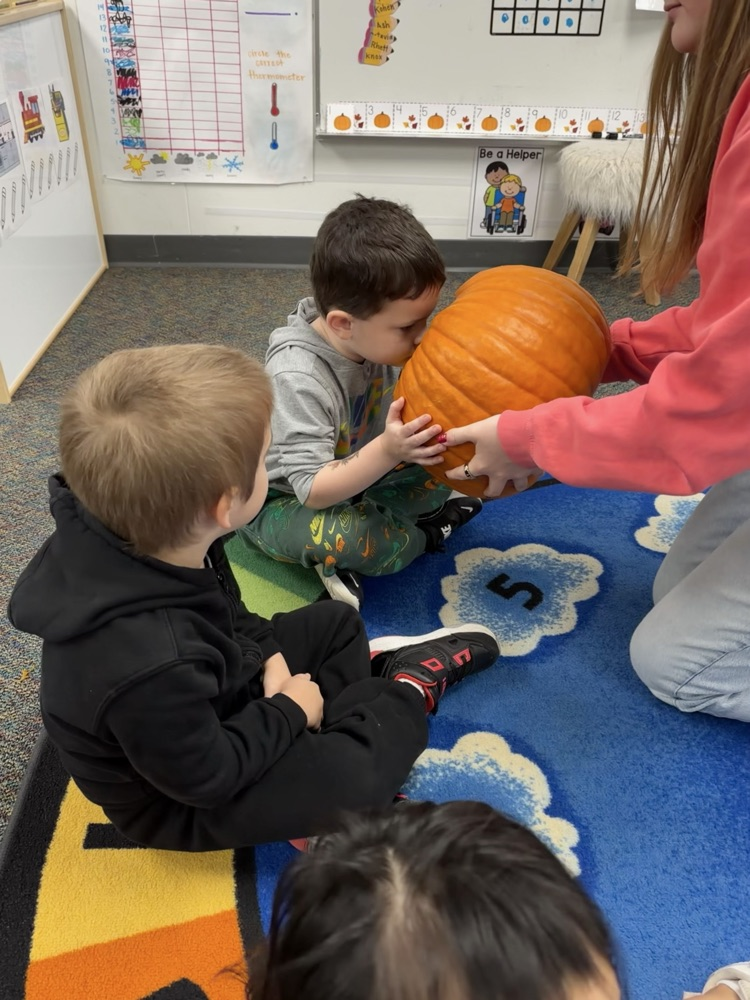 Pumpkin investigating! 