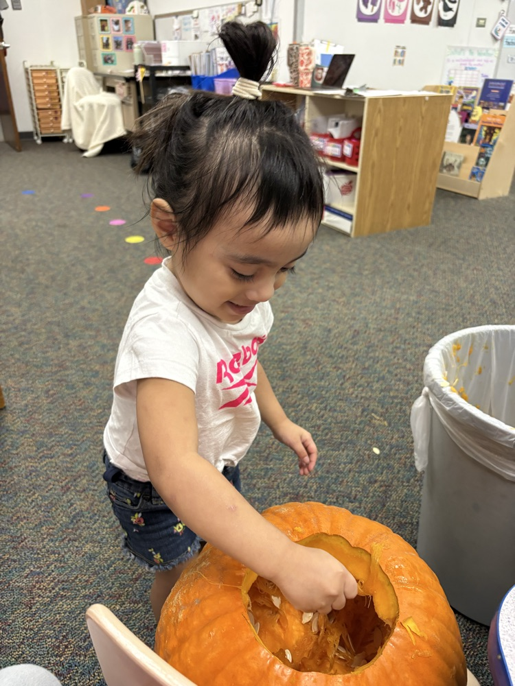 Pumpkin investigating! 