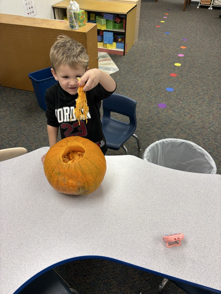 Pumpkin investigating! 