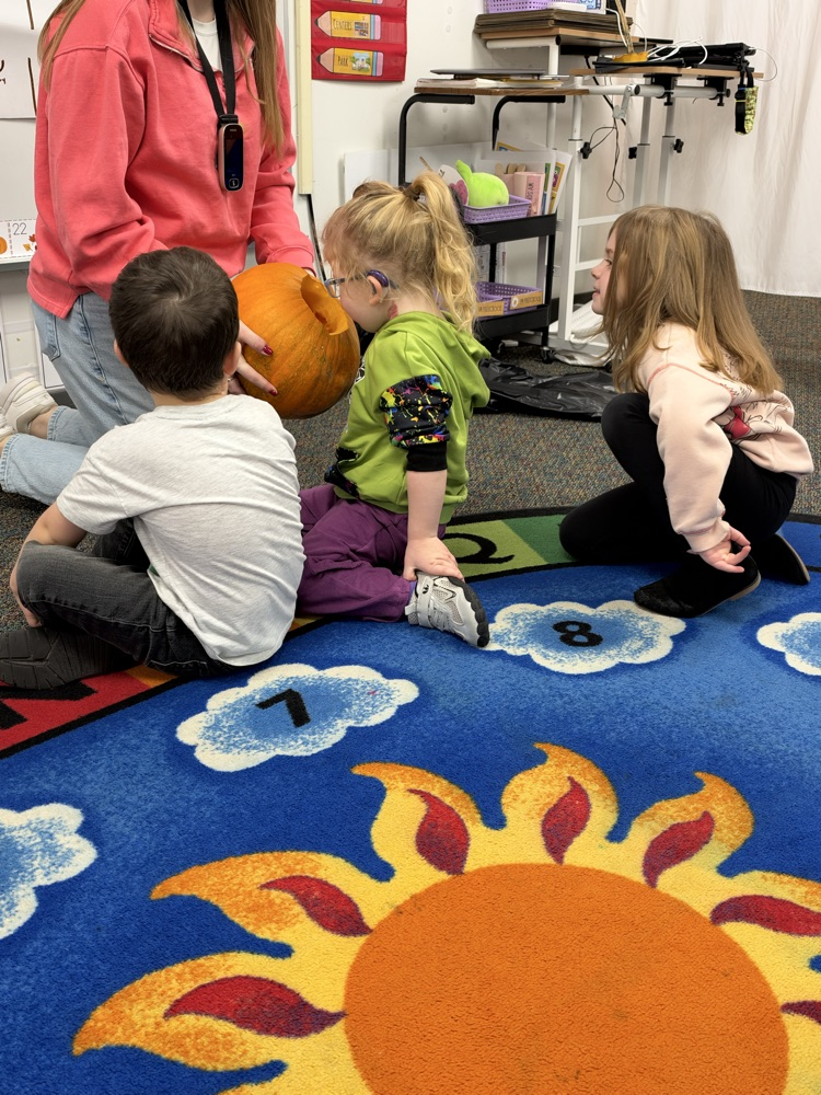 Pumpkin investigating! 