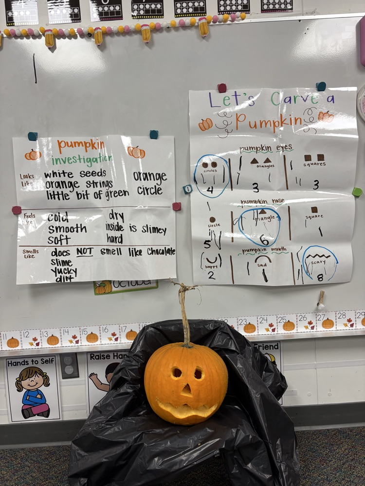Pumpkin investigating! 