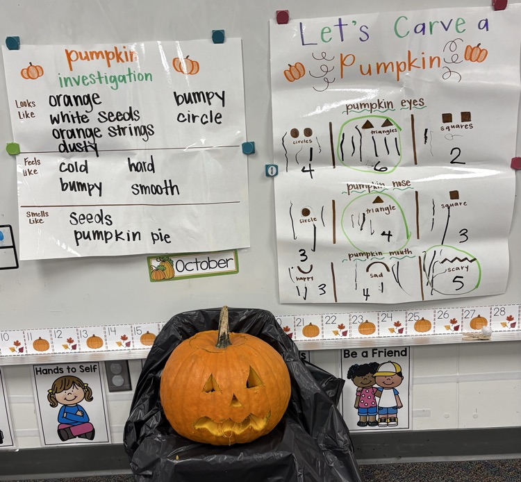 Pumpkin investigating! 