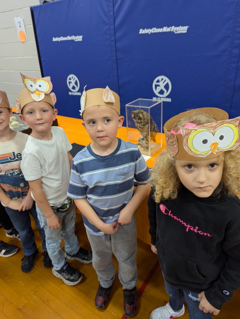 owls