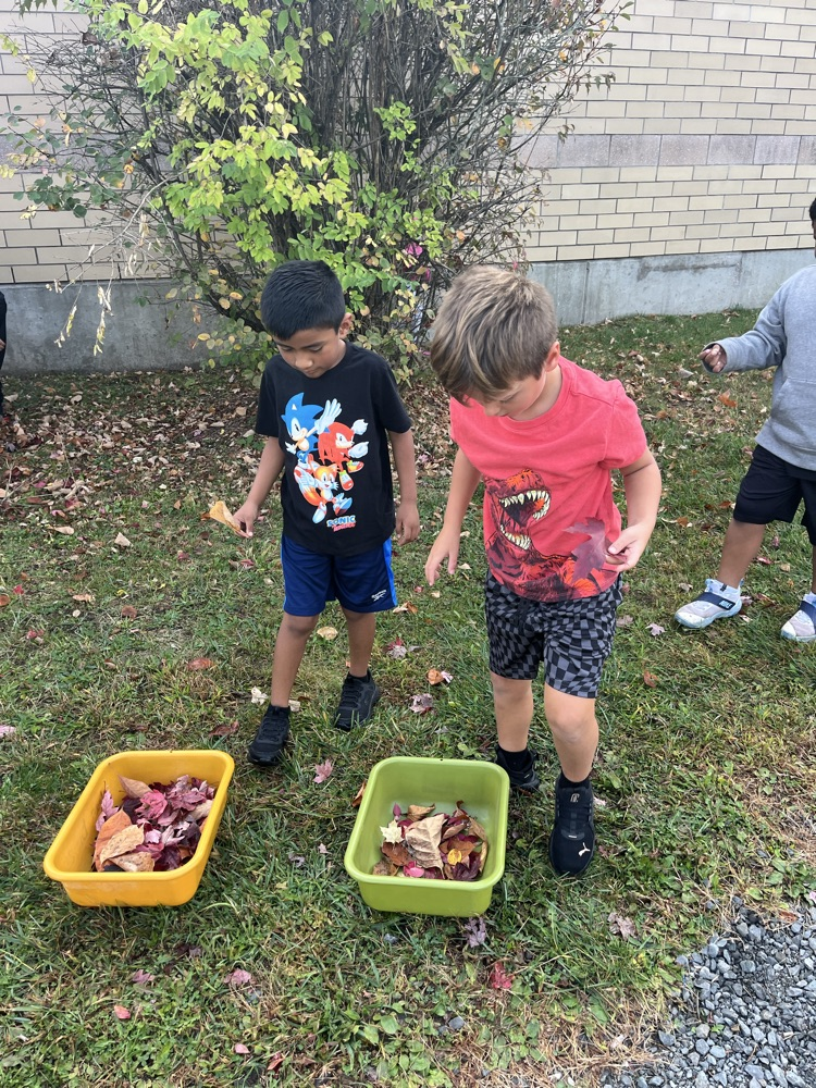 collecting leaves 