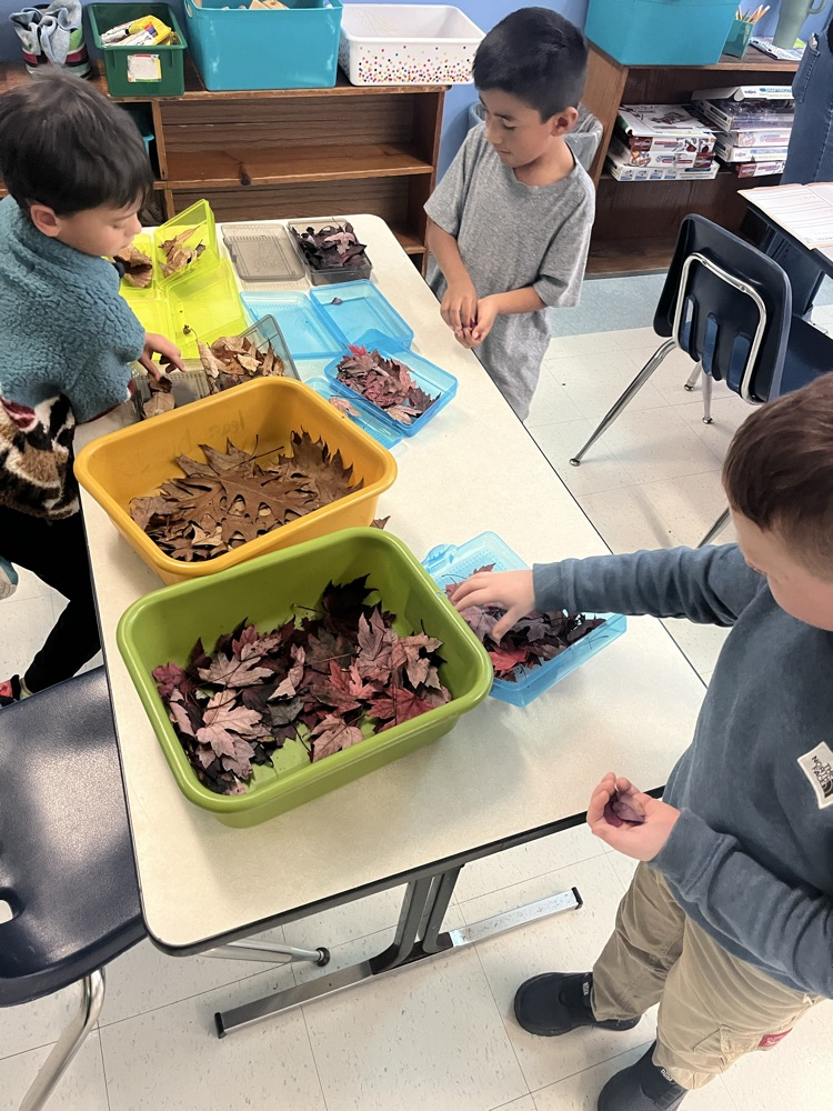 choosing our leaves 