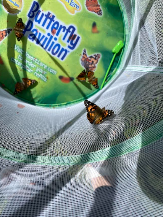 Butterfuly in net
