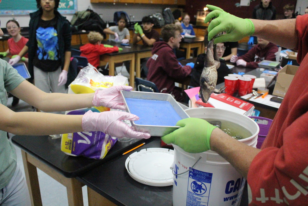 frog dissection lab