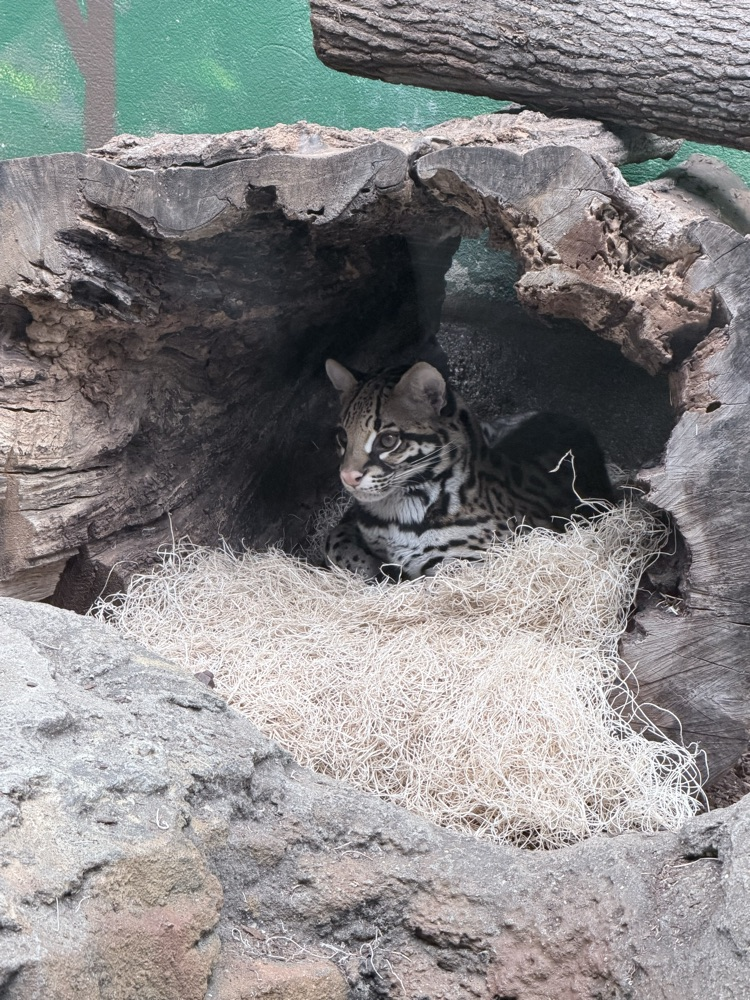 zoo