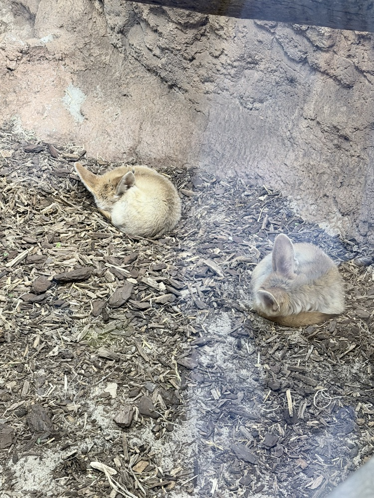 zoo