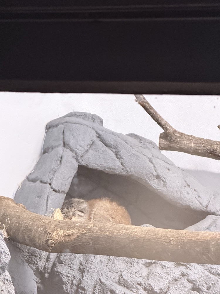 zoo