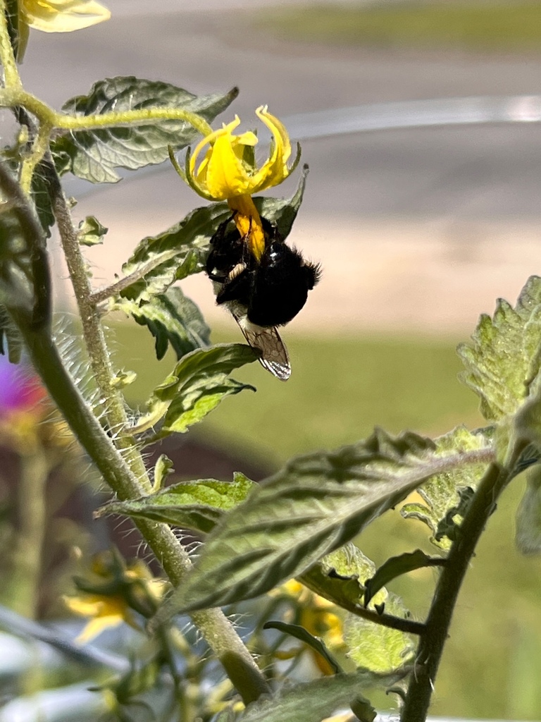 Pollinators