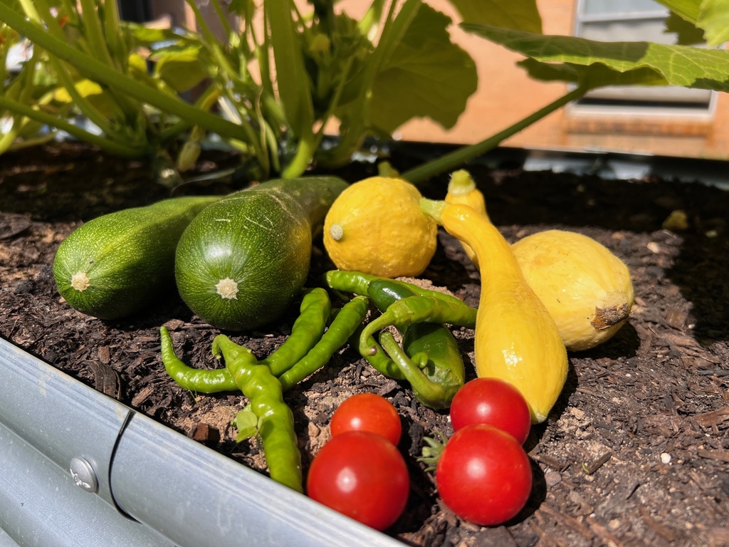 First garden picking