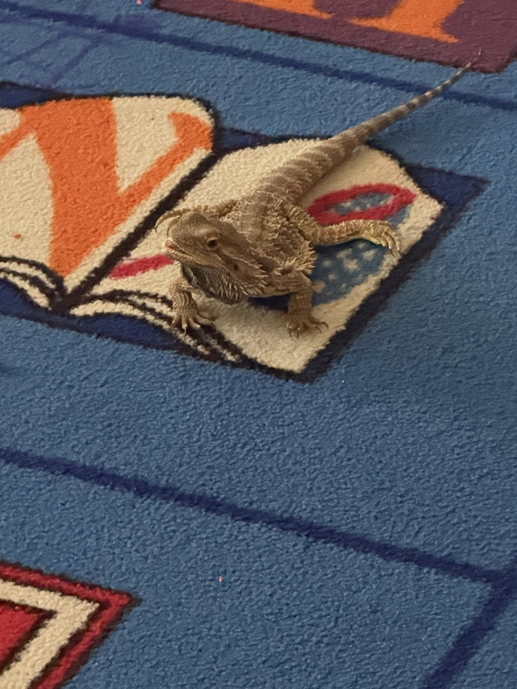 Live Pet Day