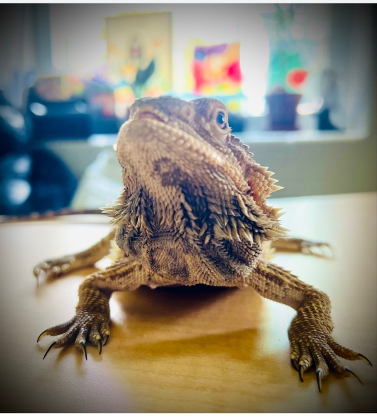 Live Pet Day