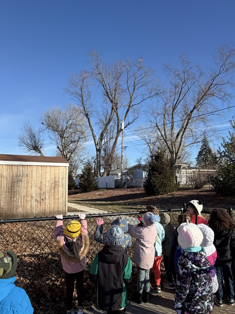 eagle watching at recess
