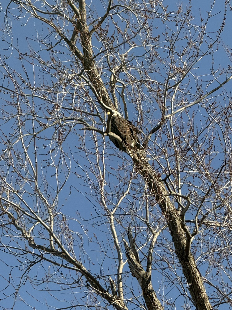 bald eagle