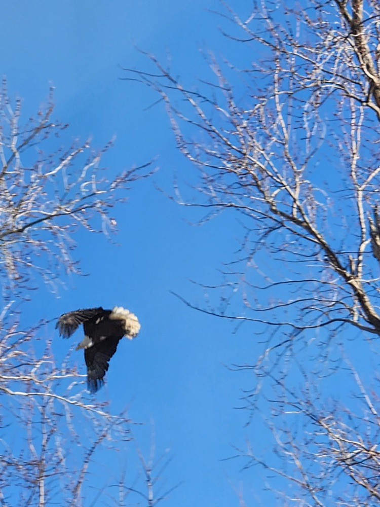bald eagle