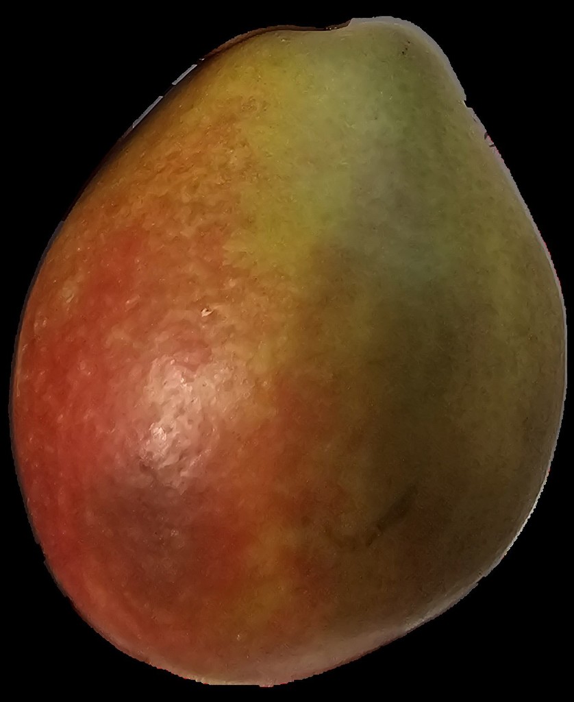 seckel pear