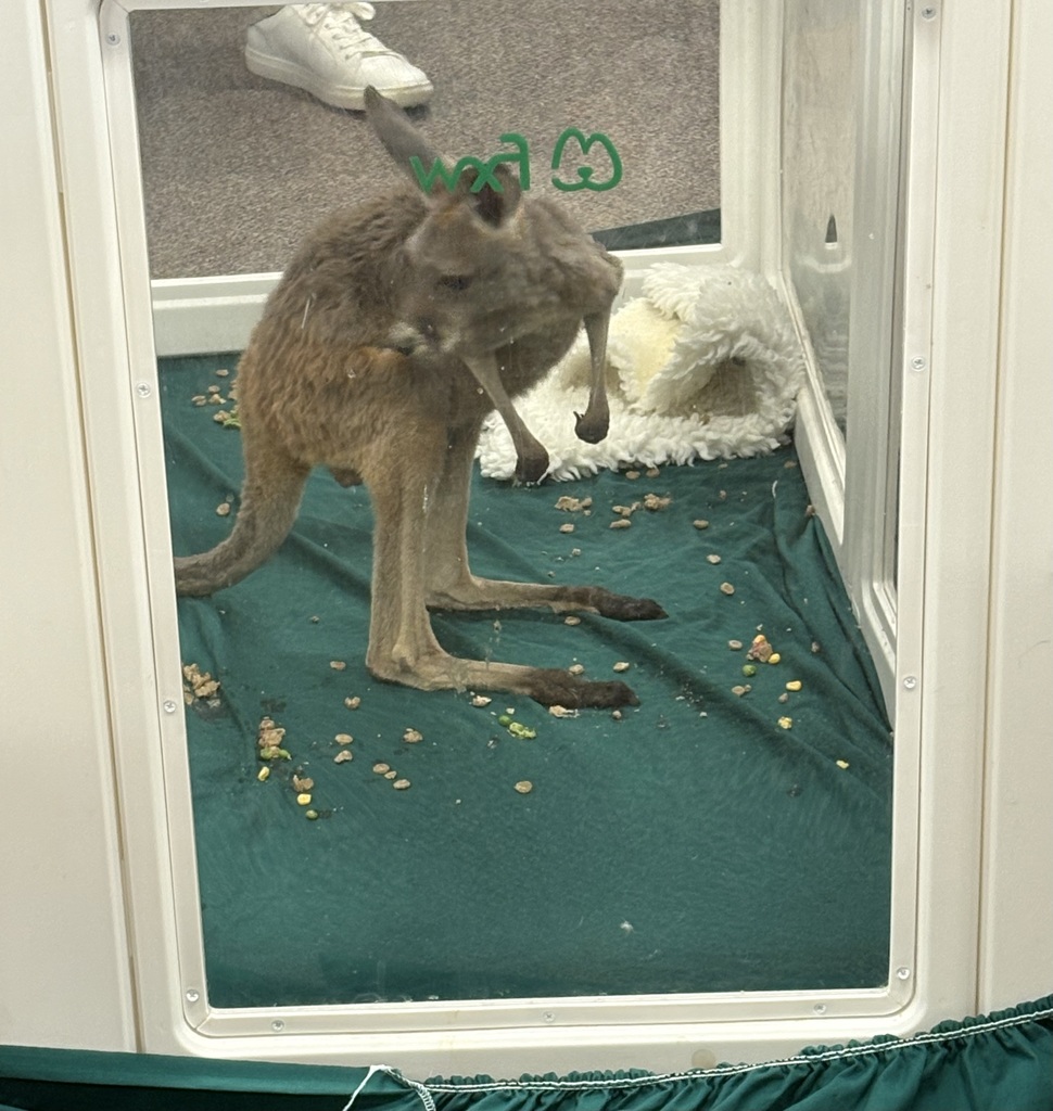 kangaroo