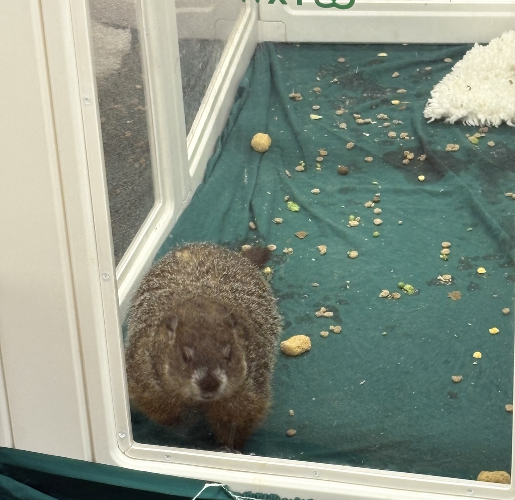 groundhog