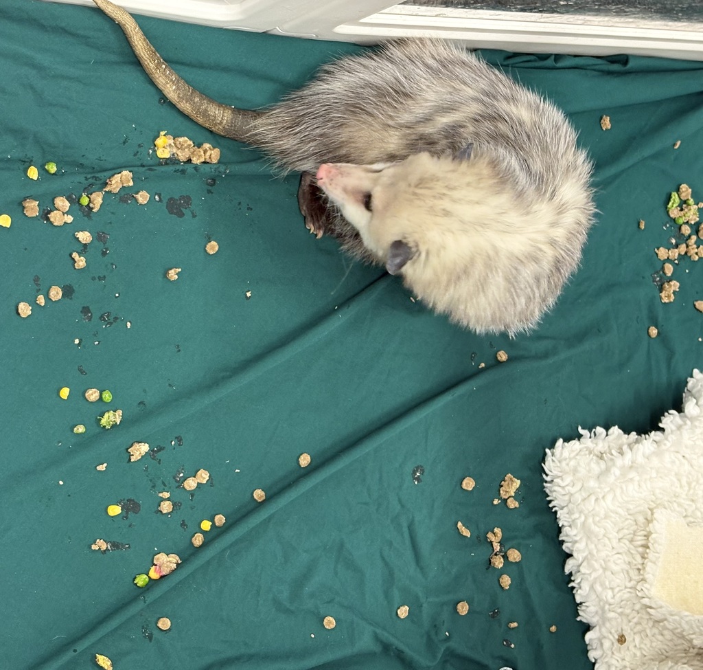 opposum