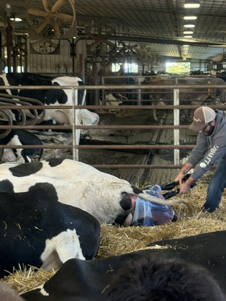 farm