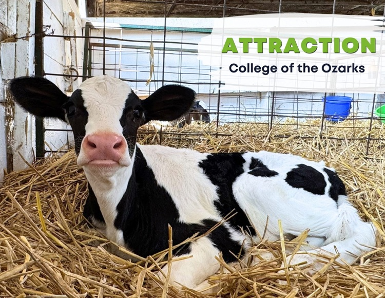 cow