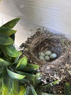 Baby Birds Fly the Nest