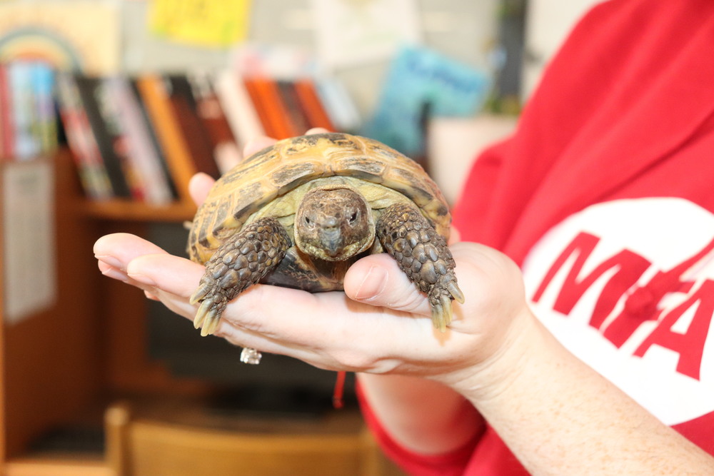 A tortoise being held in someone's hand