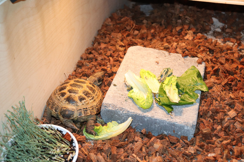 A tortoise in its habitat
