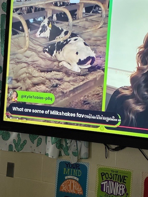 Milkshake the cow