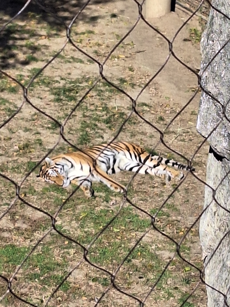 Sleepy Tiger